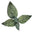 The London Plane Book logo